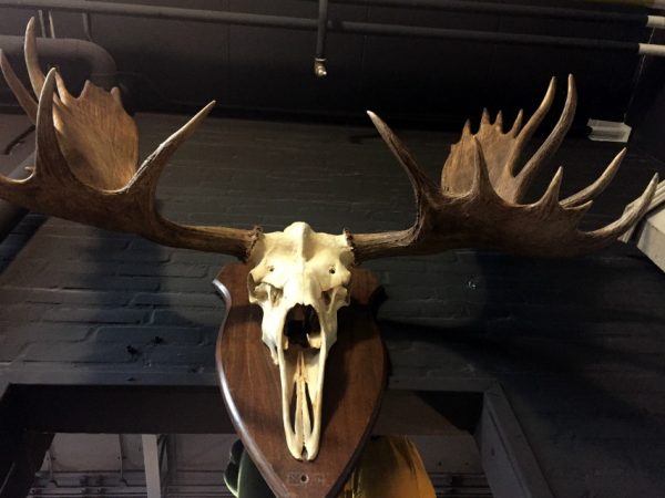 Magnificent antlers of a Canadian moose