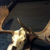 Magnificent antlers of a Canadian moose