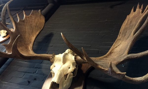 Magnificent antlers of a Canadian moose