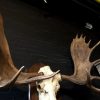 Magnificent antlers of a Canadian moose