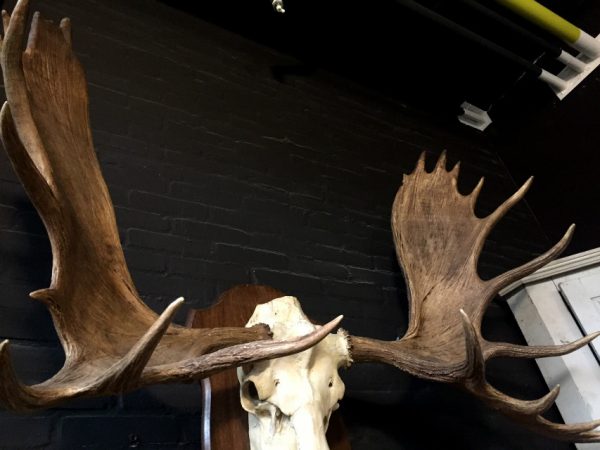 Magnificent antlers of a Canadian moose