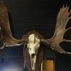 Magnificent antlers of a Canadian moose