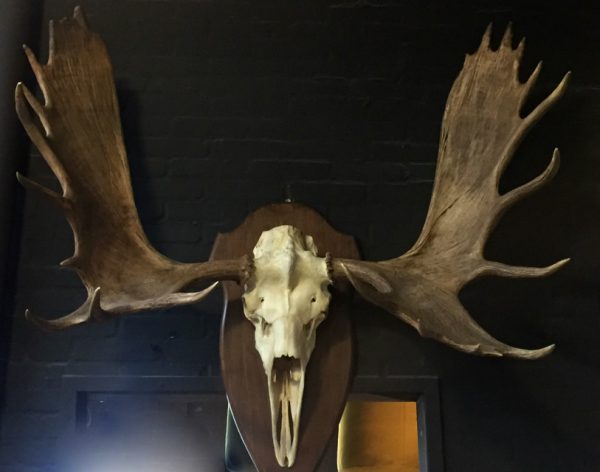 Magnificent antlers of a Canadian moose