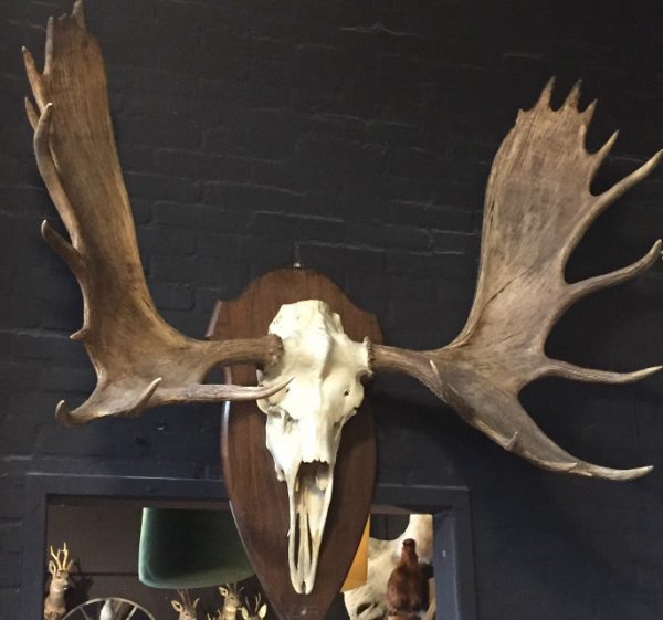 Magnificent antlers of a Canadian moose