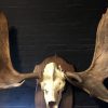 Large and heavy antlers of a Canadian moose