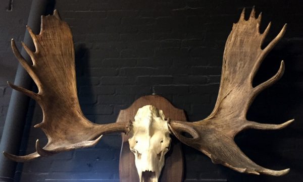 Magnificent antlers of a Canadian moose