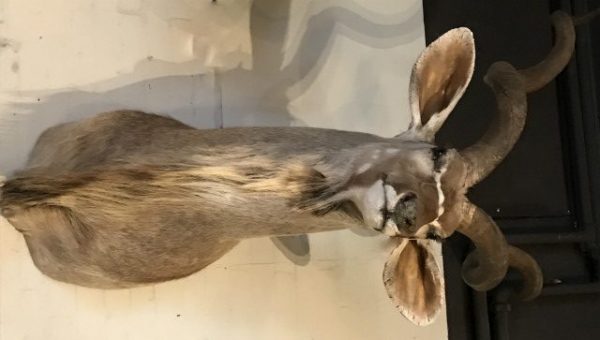 Prächtige Herrenausgestopften Kopf eines großen Kudu