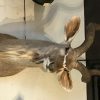 Prachtige statige opgezette kop van een grote koedoe