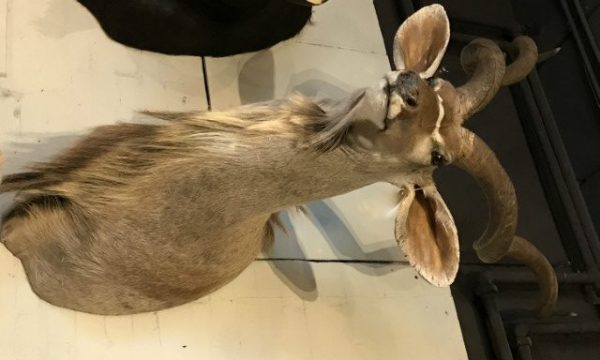 Magnificent stately stuffed head of a big kudu