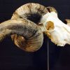 Massive ram skull