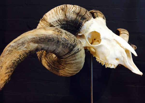 Massive ram skull