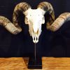 Massive ram skull