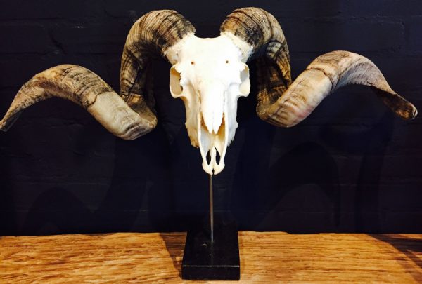 Massive ram skull