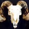 Skull of a very large ram