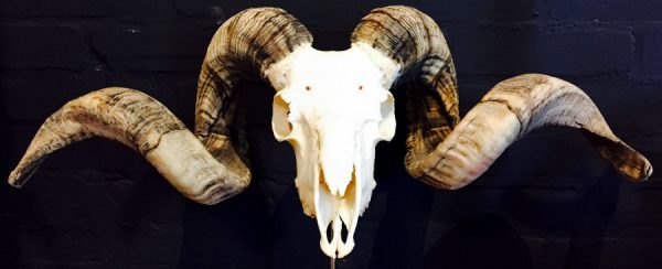 Massive ram skull