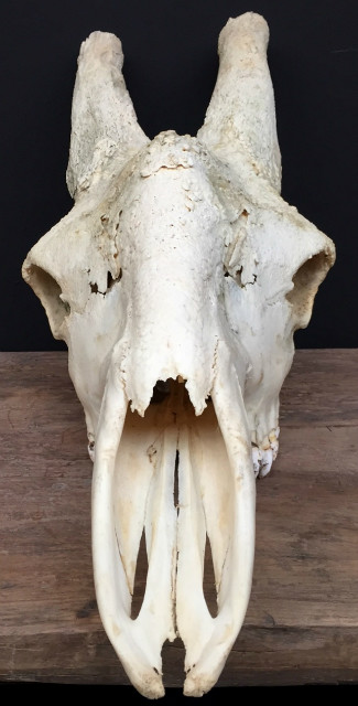 Enorme schedel van een giraffe stier