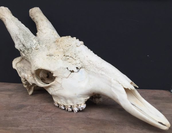 Massive skull of a giraffe bull