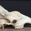 Antlers of a Caribou mounted on a birch panel.