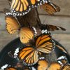 Antieke stolp met vlinders (Danaus Chrysipus) op tak