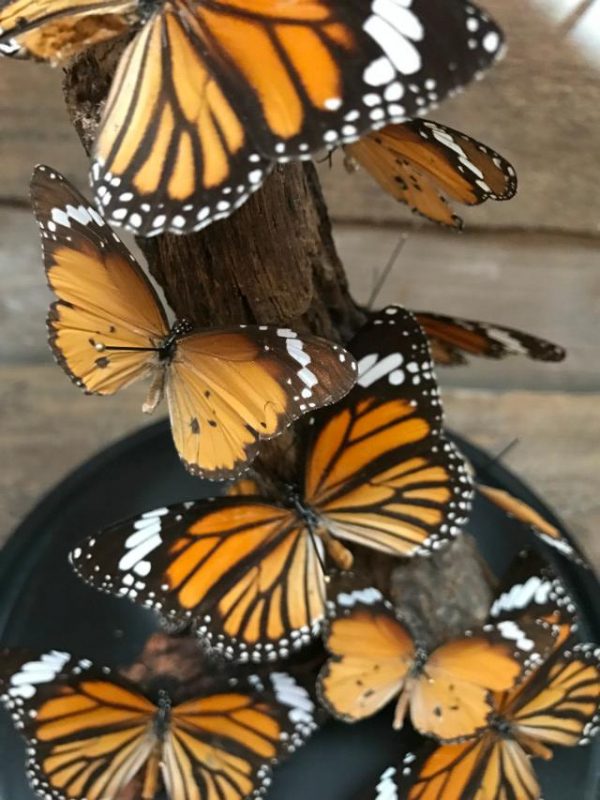 Antieke stolp met vlinders (Danaus Chrysipus) op tak