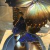 Cloche mit Mix von Schmetterlinge
