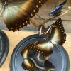 Cloche mit Mix von Schmetterlinge