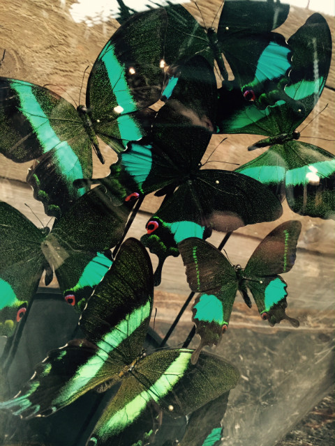 Glas dome with butterflies (Papilio Karna and Blumei)