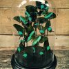 Beautiful antique bell with a mix of 10 different Morpho butterflies