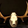 Antique skull of a forest buffalo