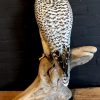 Mounted adult gyrfalcon