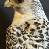 Mounted adult gyrfalcon