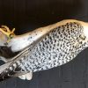 Recently mounted Lanner falcon with prey.