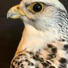 Mounted adult gyrfalcon