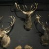 Mounted capital red deer heads