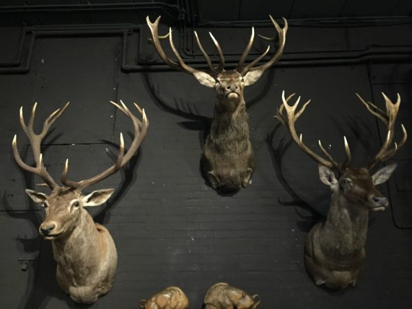 Mounted capital red deer heads