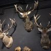 Mounted capital red deer heads