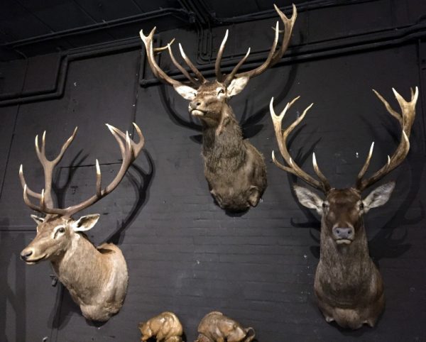 Mounted capital red deer heads