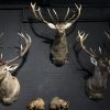 Mounted capital red deer heads