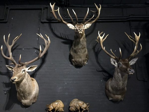 Mounted capital red deer heads