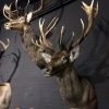 Mounted capital red deer heads