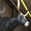 Mounted head of a huge Hungarian steppe bull.