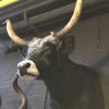 Mounted head of a huge Hungarian steppe bull.