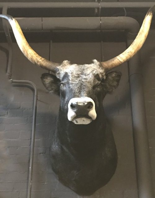 Mounted head of a huge Hungarian steppe bull.