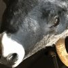 Mounted head of a huge Hungarian steppe bull.