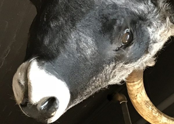 Mounted head of a huge Hungarian steppe bull.