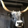 Mounted head of a huge Hungarian steppe bull.