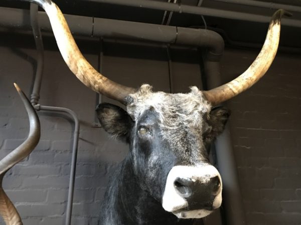 Mounted head of a huge Hungarian steppe bull.