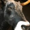 Mounted head of a huge Hungarian steppe bull.