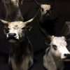 Mounted heads of Hungarian steppe cattle