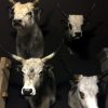 Mounted heads of Hungarian steppe cattle